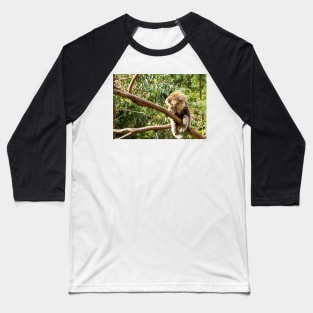 Koala, with legs dangling, in tree limb. Baseball T-Shirt